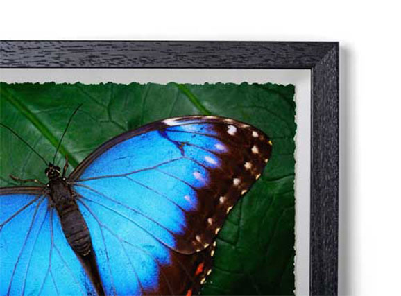 Black - Box Classic Wood Frame