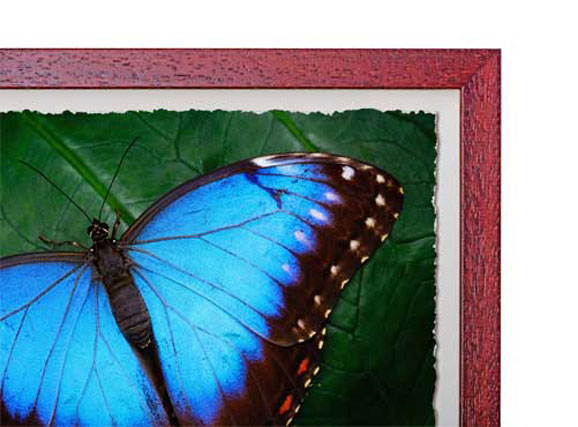 Cherry Box Frame