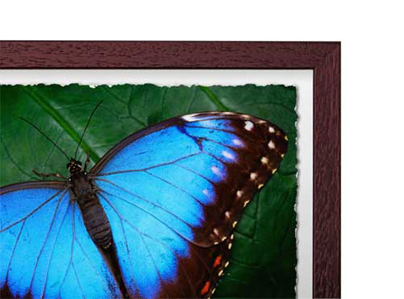 Mocha - Box Classic Wood Frame