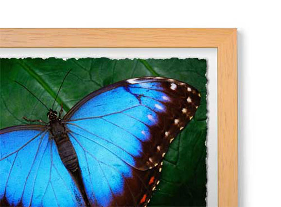 Natural Basswood - Box Classic Wood Frame